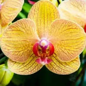 aide à domicile pour vos ainés à tours