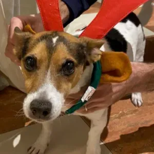 Recherche pet sitter / looking for pet sitter