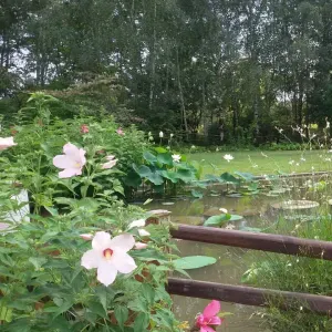 Chienne âgée, sourde et aveugle