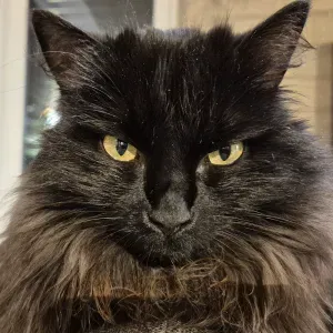 Je recherche une femme de menage