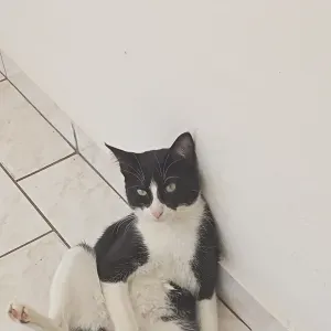 Pet-sitter à Angers, passionné des animaux 