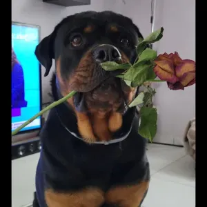 Je cherche un(e) petsitter près de chez moi