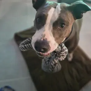 Luna, pet-sitter passionnée et serieuse