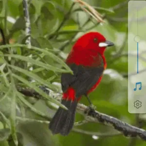 Femme de ménage et repassage