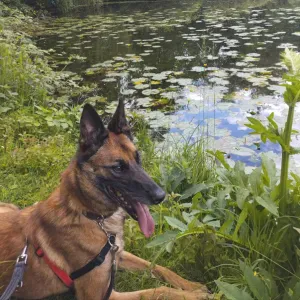 Soins pour un malinois senior