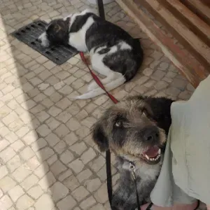 Procura-se petsitter