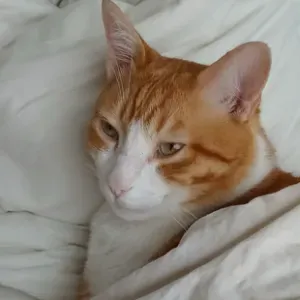 A la recherche d'un cat-sitter pour des gardes régulières