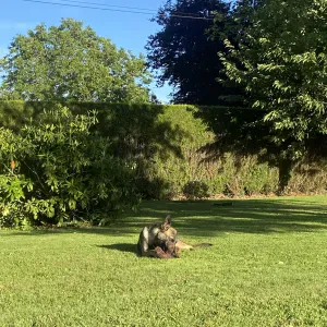 Petsitter motivée et passionnée!