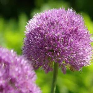 Cerco servizio di pulizia domestica.