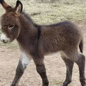 Femme de ménage pour Orsay 