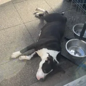 Emploi de Petsitter Ivry-sur-Seine