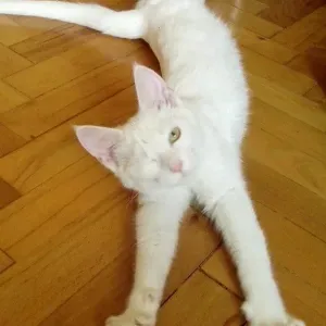 Spacer z pupilem, Opieka dla zwierząt