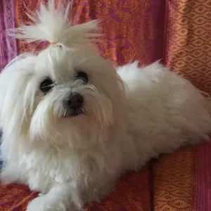 Pep-Sitter Toulouse et sa région 