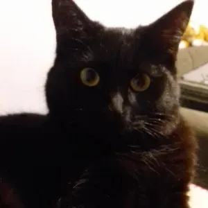 Aide ménagère à domicile Forbach et alentours 