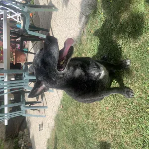 A la recherche d'un/ une petsitter