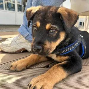 Babysitter zona rimini e provincia