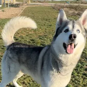 Busco cuidador/a de perros en Móstoles