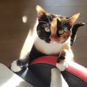 Peti sitting a camisano 26010 