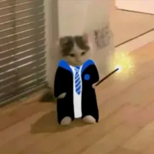 Pet sitting na Covilhã, Castelo Branco 