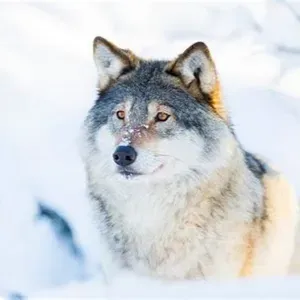Poste pour un(e) aide ménagère à Toulouse