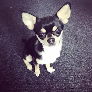 Liebevolle Gassi‑Gänge und Betreuung für Ihren Hund