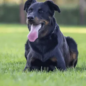 Pet sitter à marcheprime ! Disponible weekend et vacances 