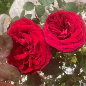 Dame pour le ménage pour Haguenau