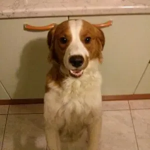 Cercasi servizio di pulizie