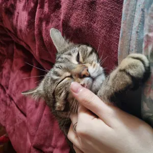 Pet sitting a Milano (zona nord)