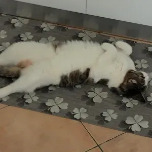 pet sitter ravarino e dintorni 