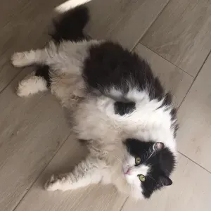Looking for cleaning