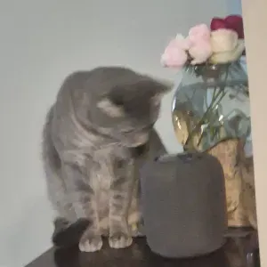 PET SITTER EXTRODANAIRE TOULOUSE