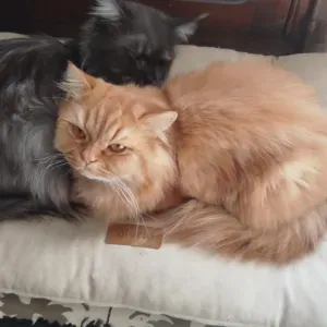 Urgente Cuidadora de Gatos por favor 