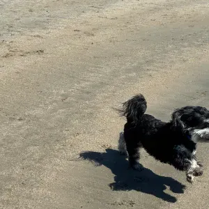 Recherche nounou pour mon petit chien