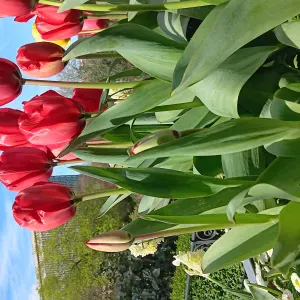 Aide à domicile à Bruxelles avec experience