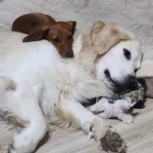 à la recherche d'un pet Sitter