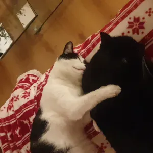 Passage pour deux chats à Douai