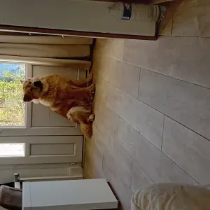 Doudou chienne chowchow