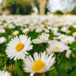 Baby-sitter jeune et a l'écoute dans le 94