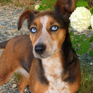 URGENT RECHERCHE PETSITTER 