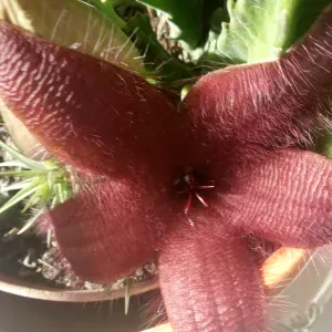 Limpo a sua casa com muito brio