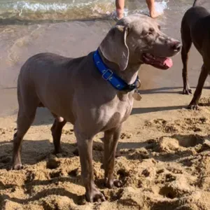 Pet sitter à Montreuil, 93100. 