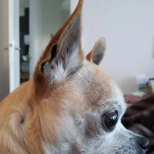 pet sitter garde chien ou chat a Evreux