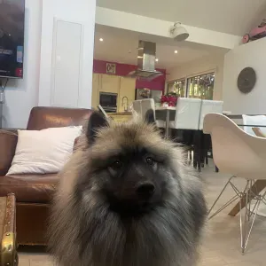 Tosca cherche une gentille personne pour se balader en forêt