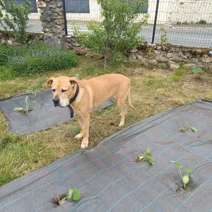 A la recherche d'un pet sitter