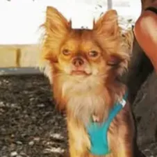 Snoopy cherche nounou