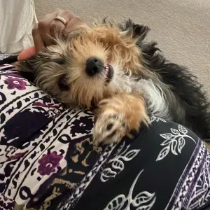 Dame de compagnie en Martinique 