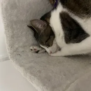 Baby situer expérimentée à houilles 