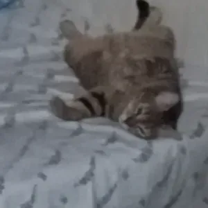 Cuidadora de animales en Alicante