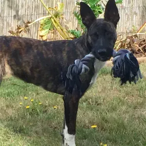  Garde de mes 2 chens Les mercredis et jeudis